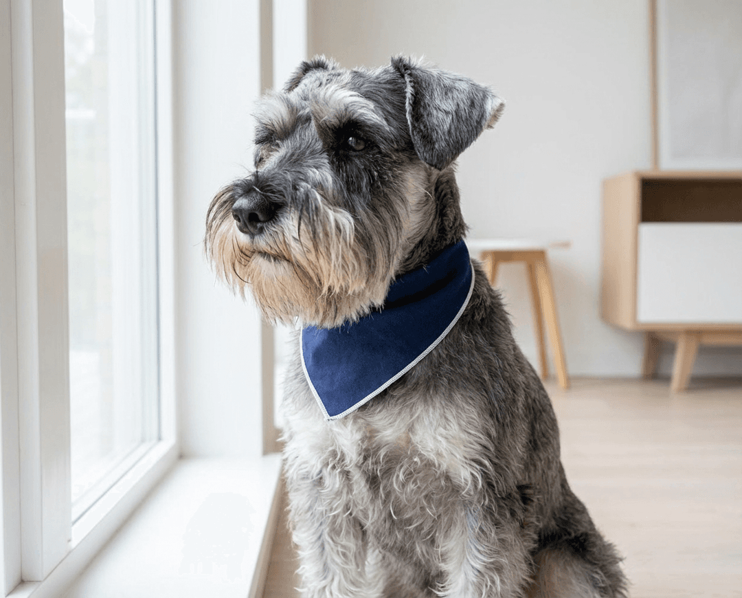 Tu mascota con estilo