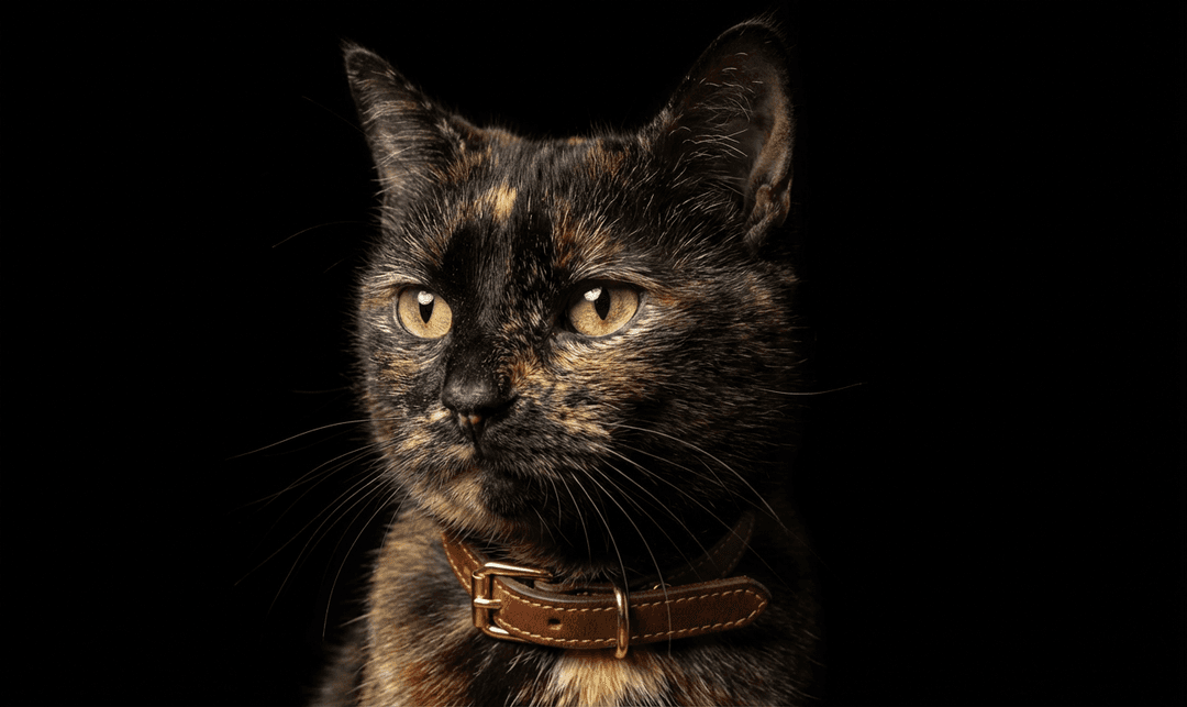 Tu mascota con estilo