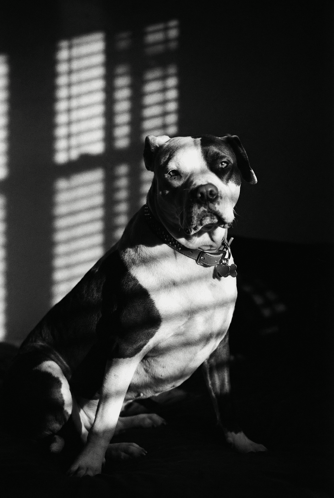 Tu mascota de película